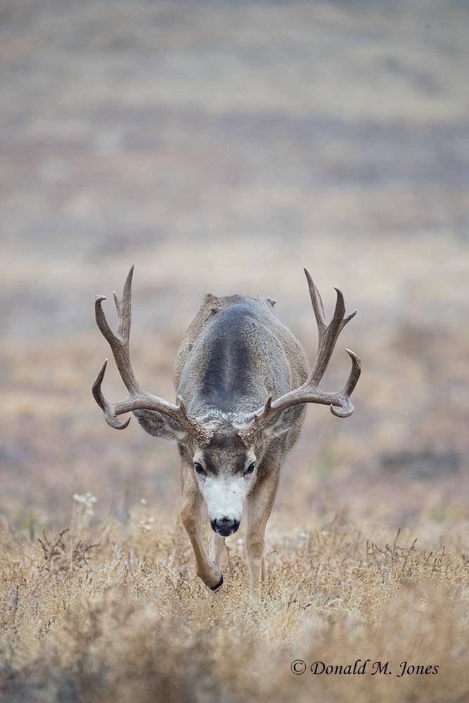 Mule-Deer11572D