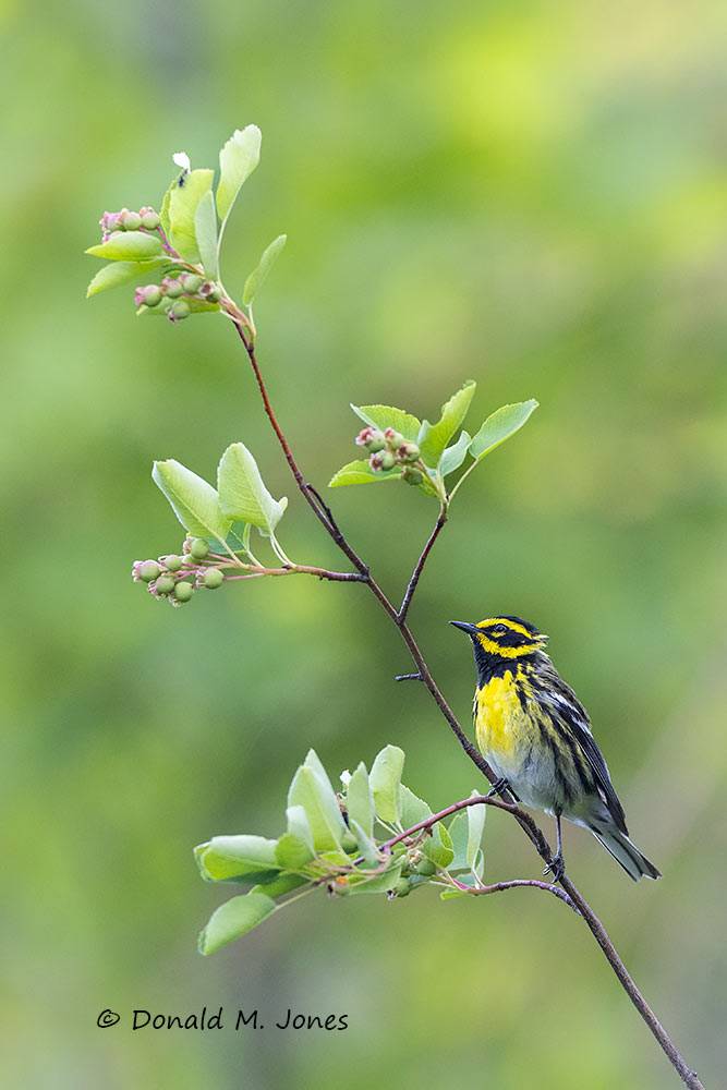 Townsend's-Warbler0298D