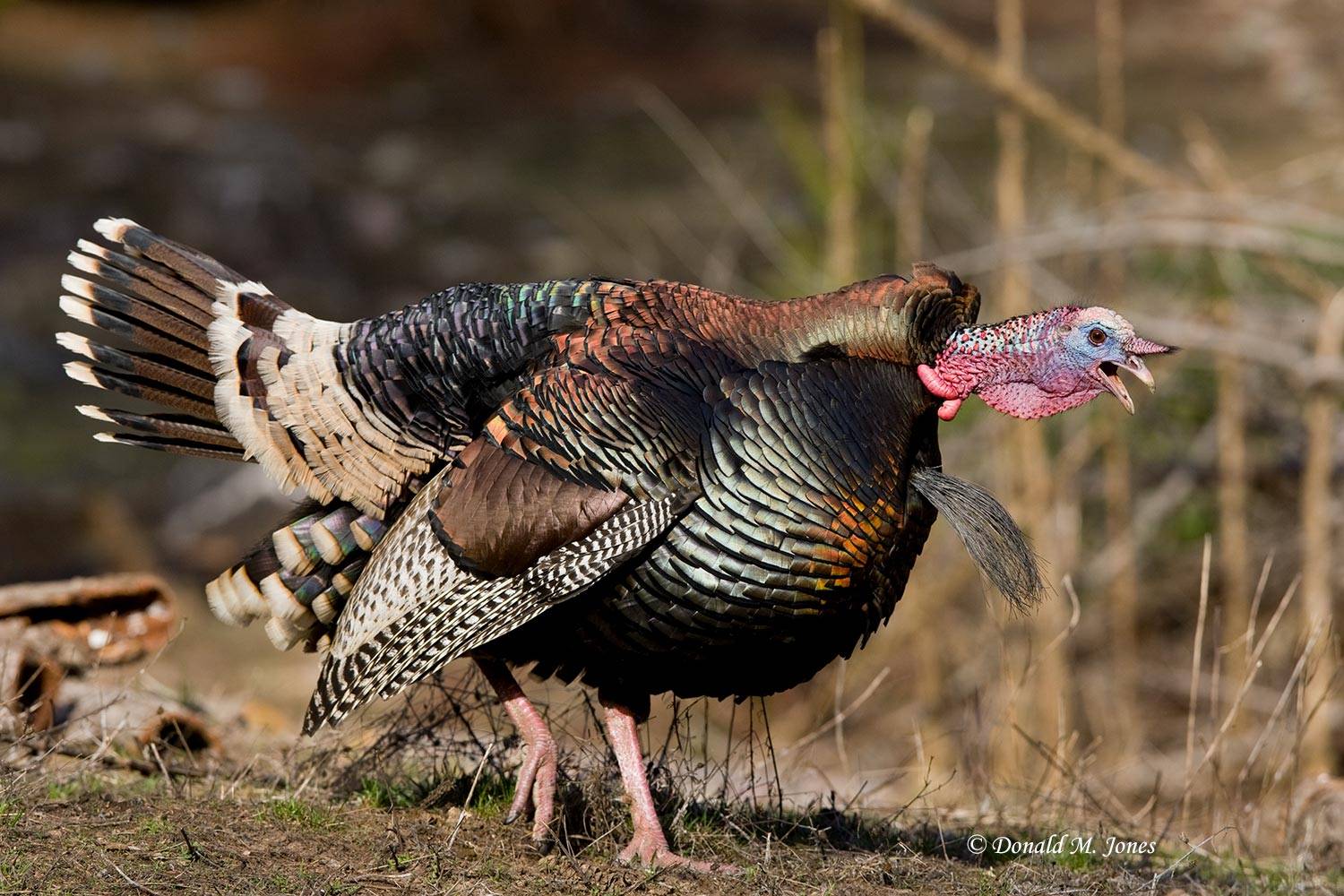 Wild-Turkey-(Merriams)08634D
