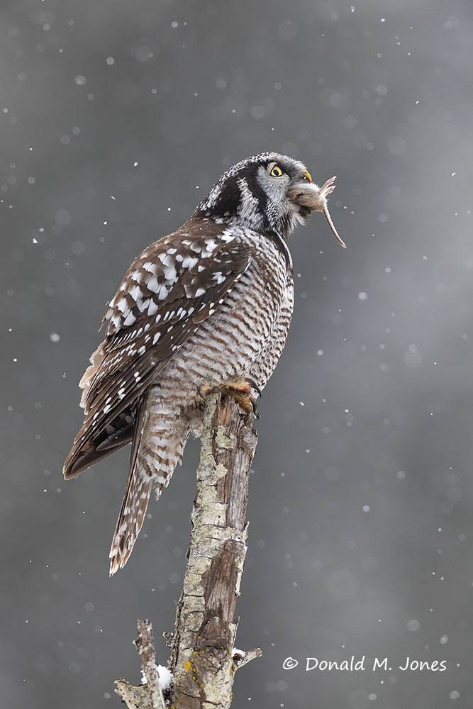 Northern-Hawk-Owl0503D