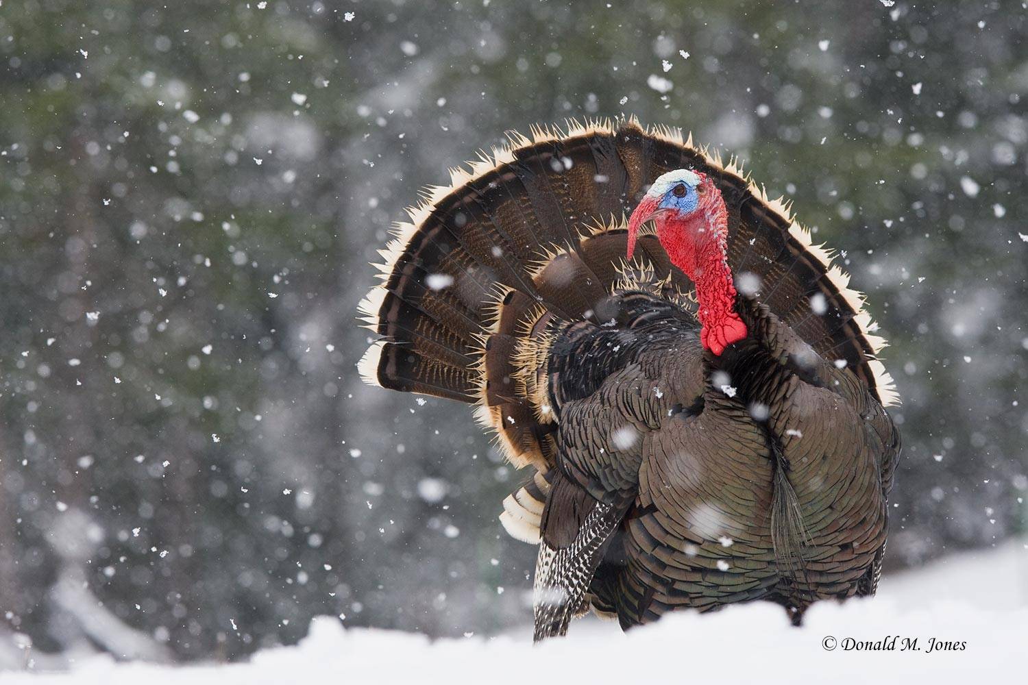 Wild-Turkey-(Merriams)08389D