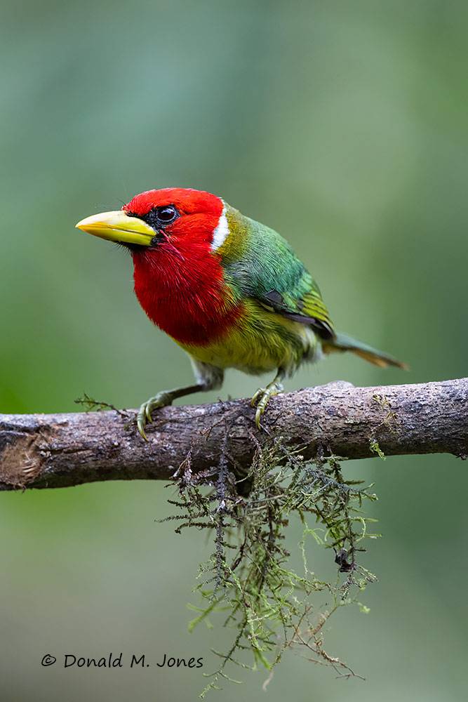Red-headed-Barbet0105D (male)