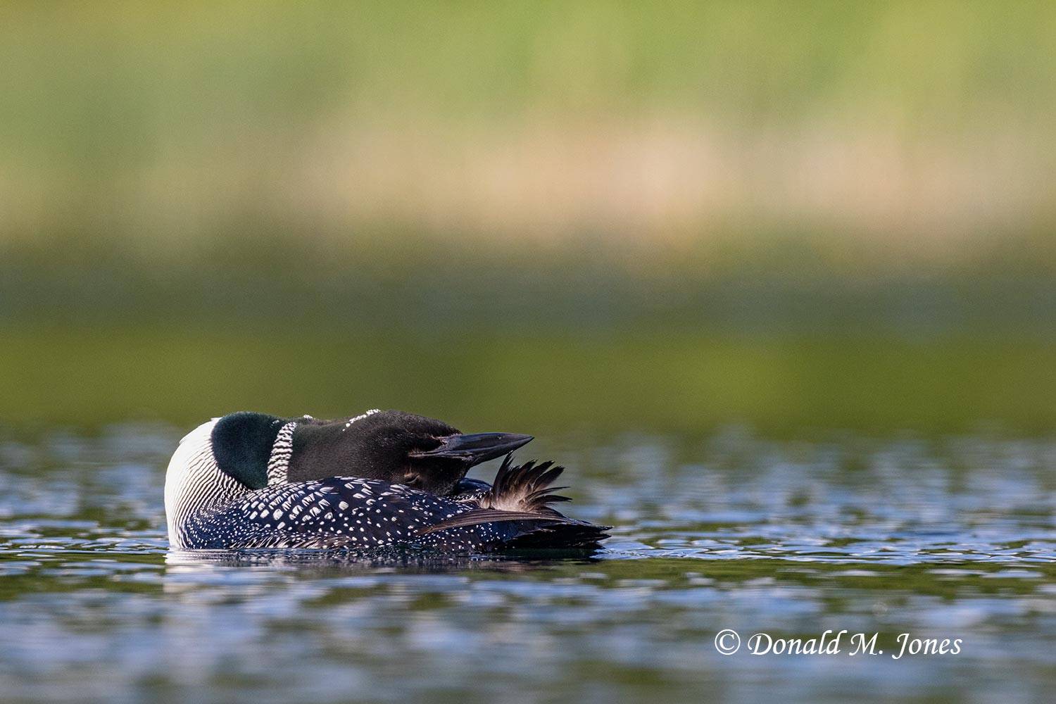 Common-Loon3852D