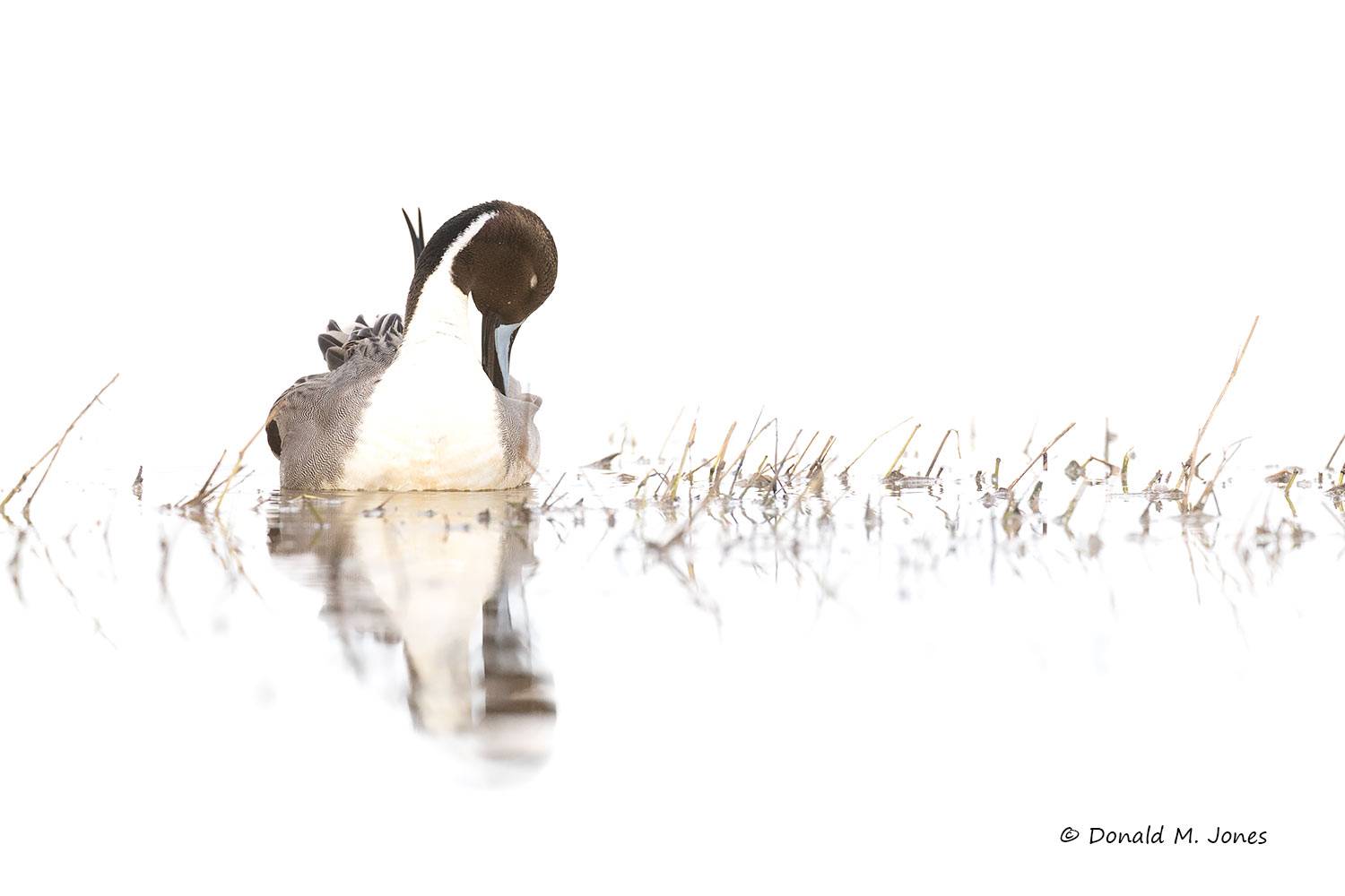 Northern-Pintail3545D