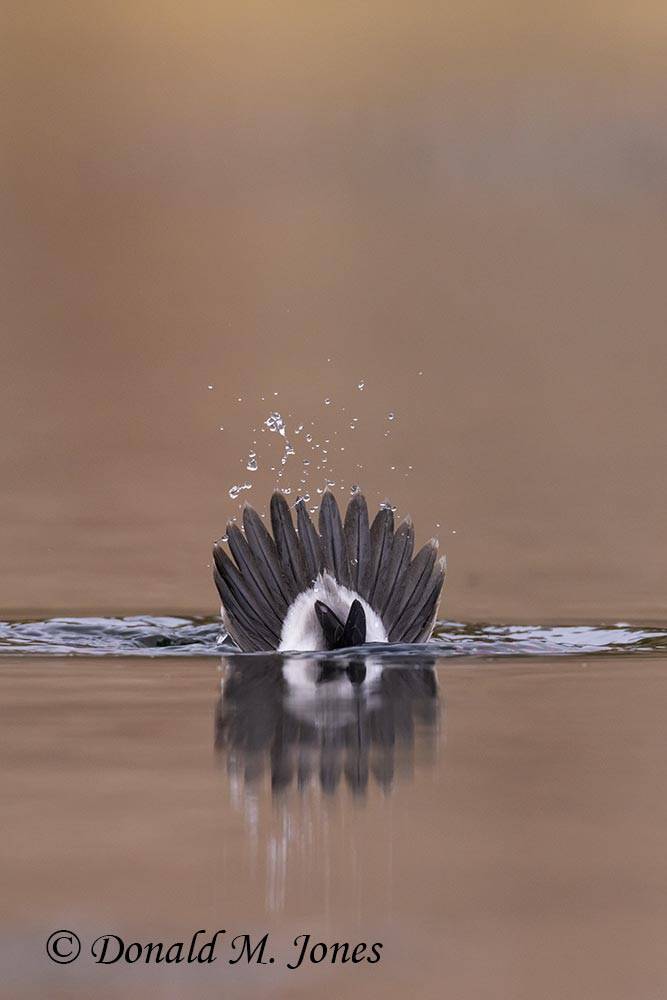 Bufflehead0073D