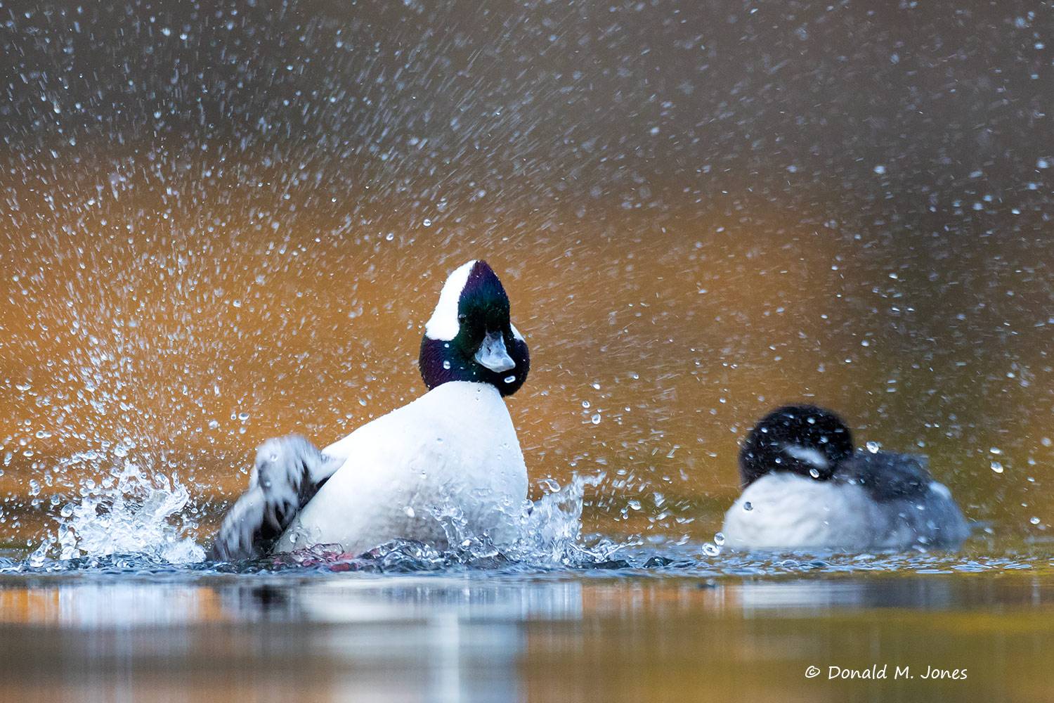 Bufflehead0218D