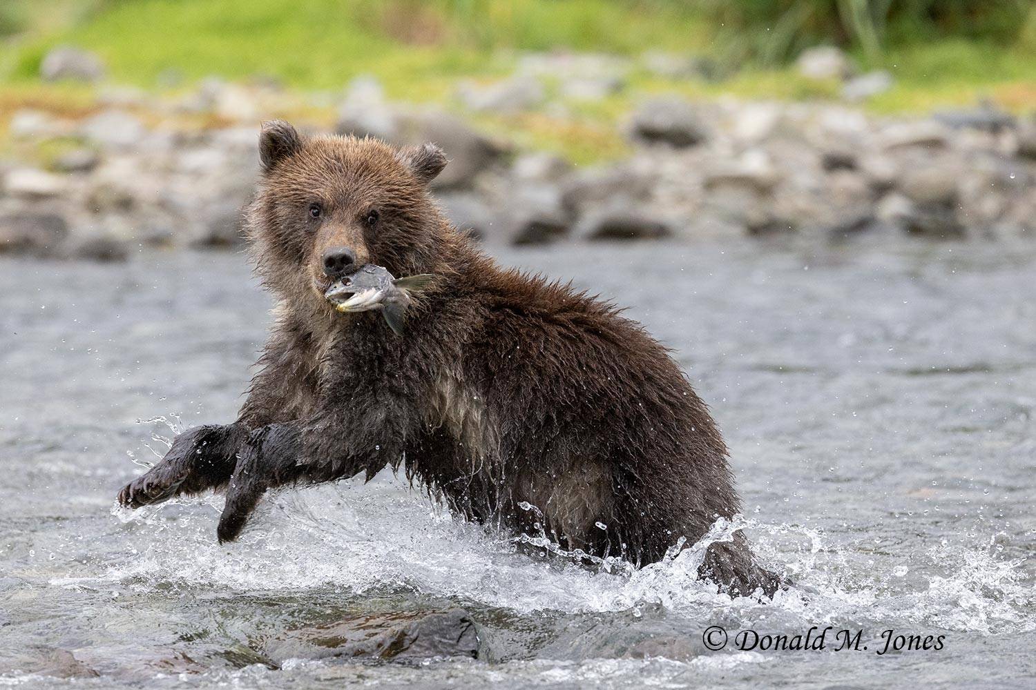 Brown bear cub running with fish head