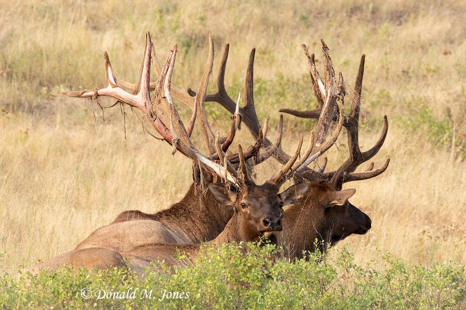 Elk-(Rocky-Mtn)31155D