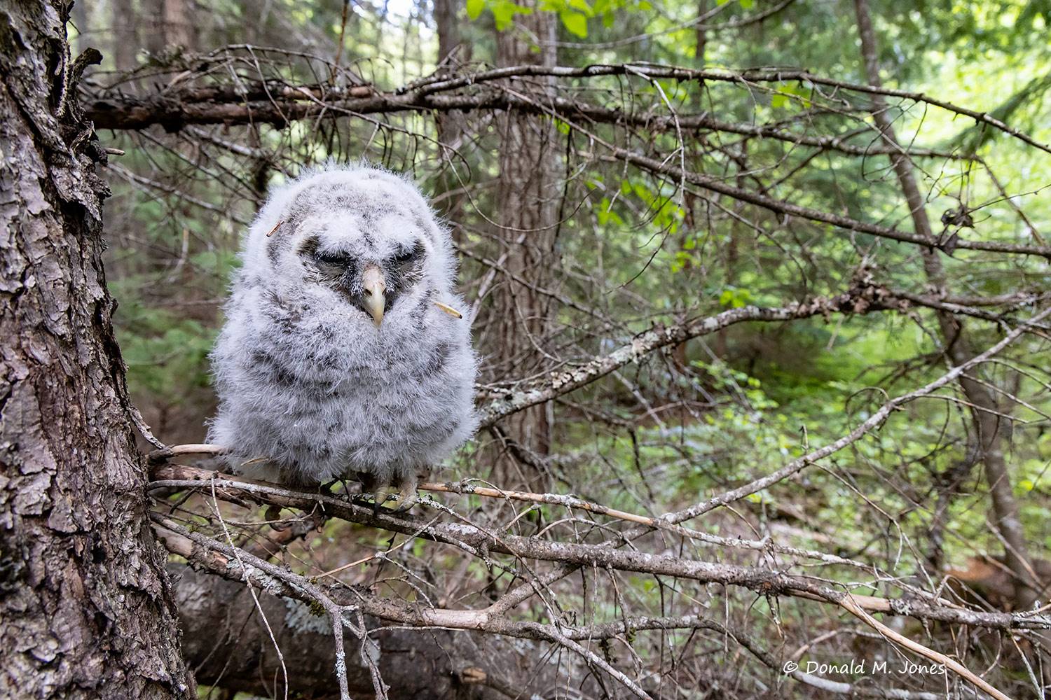 Barred-Owl0365D
