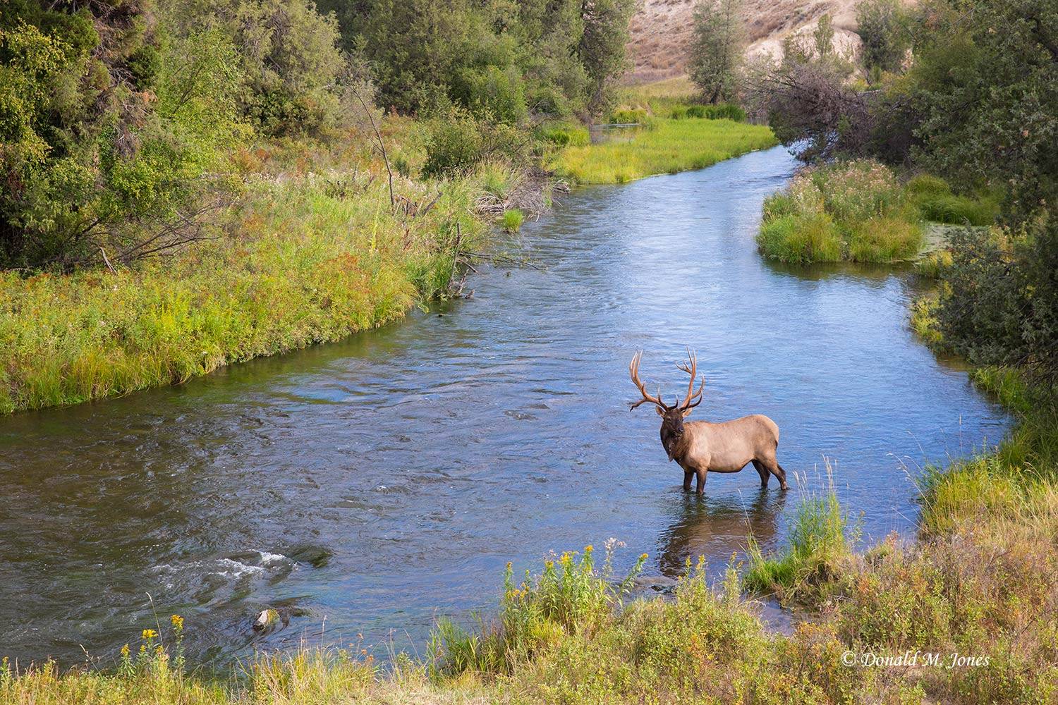 Elk-(Rocky-Mtn)23154D