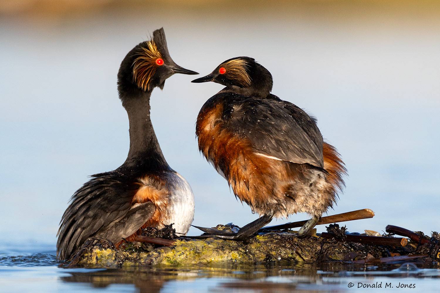 Eared-Grebe0584D