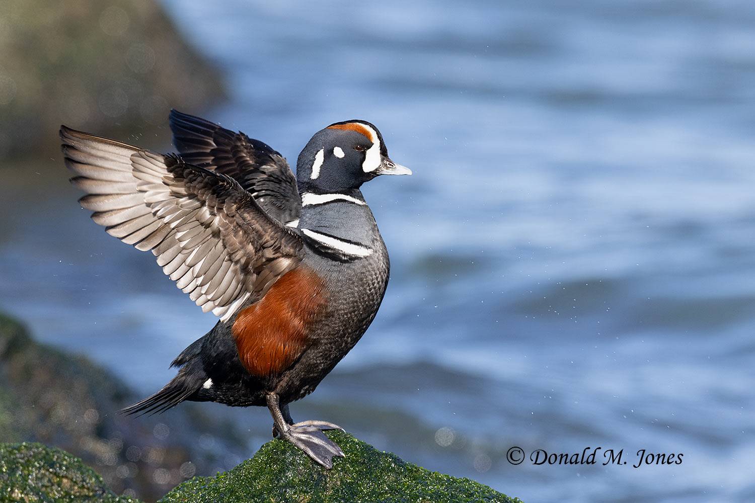 Harlequin-Duck0702D