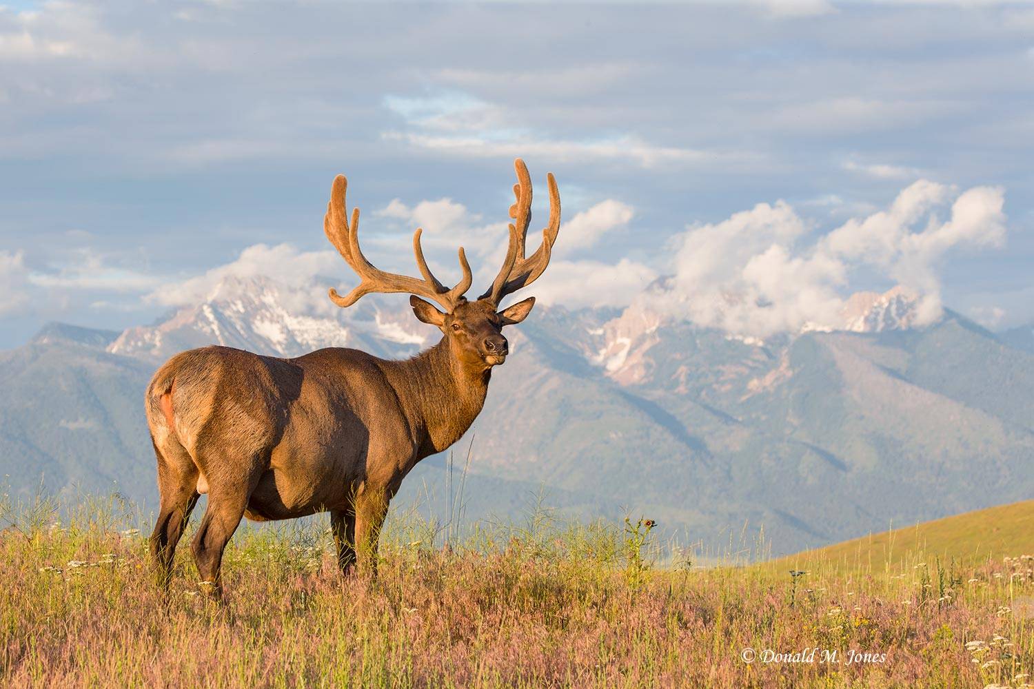 Elk-(Rocky-Mtn)25434D