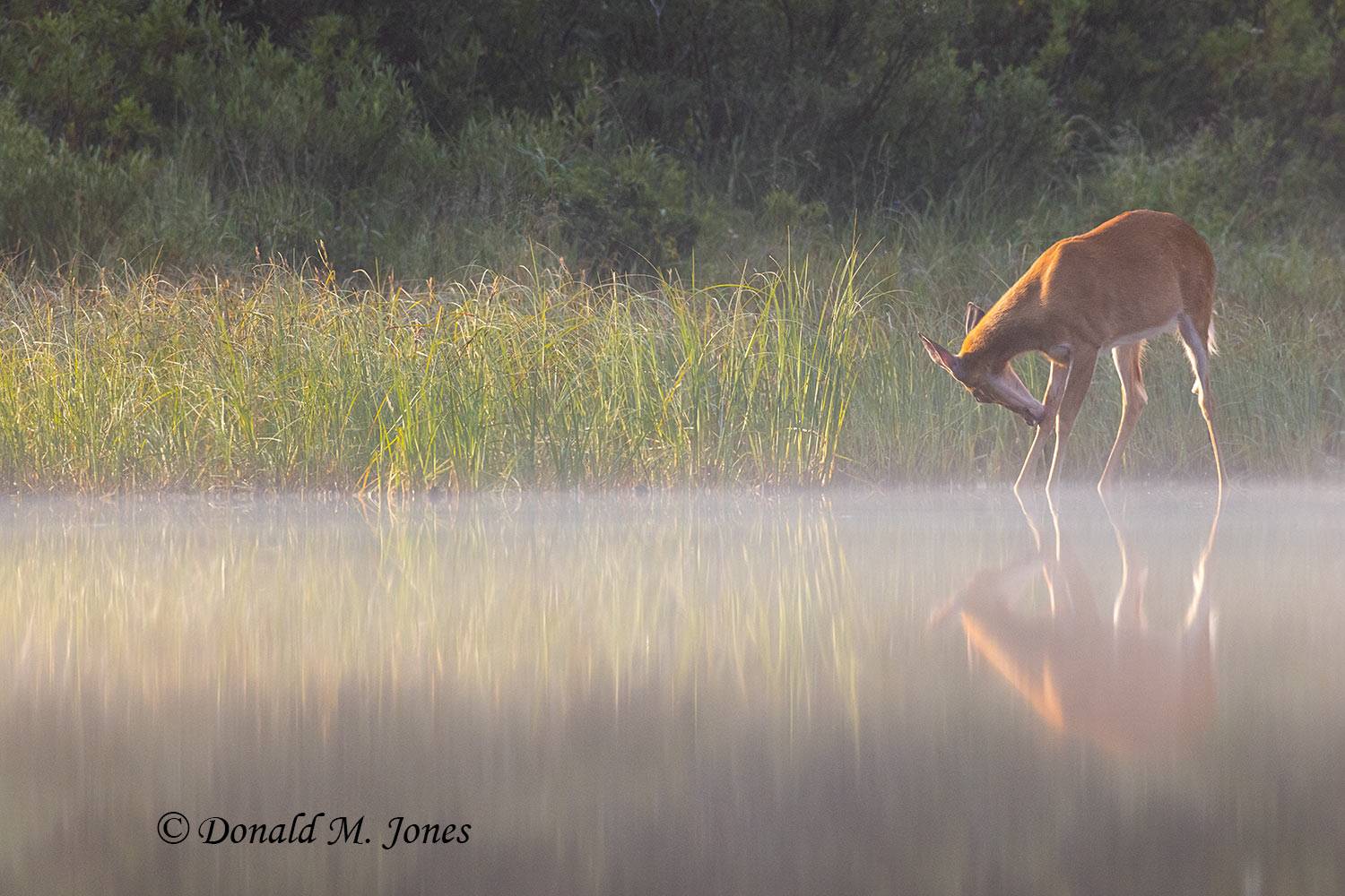 Whitetail-Deer66570D