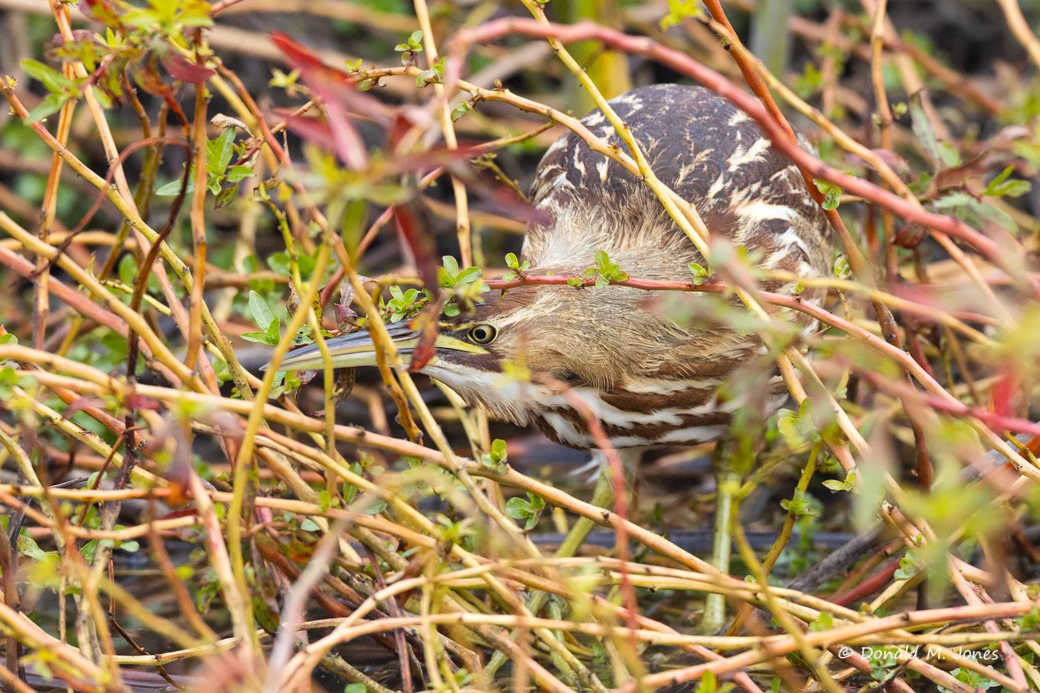 American-Bittern0392D