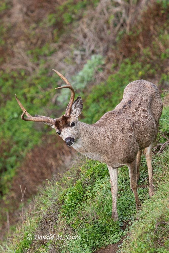 Black-tailed-Deer0154D