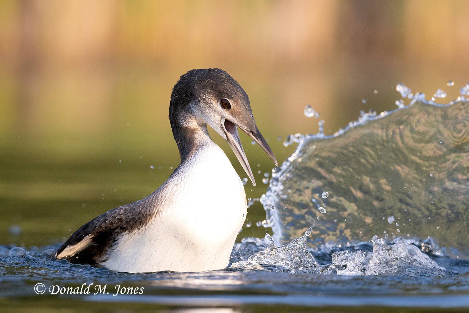 Common-Loon4471D