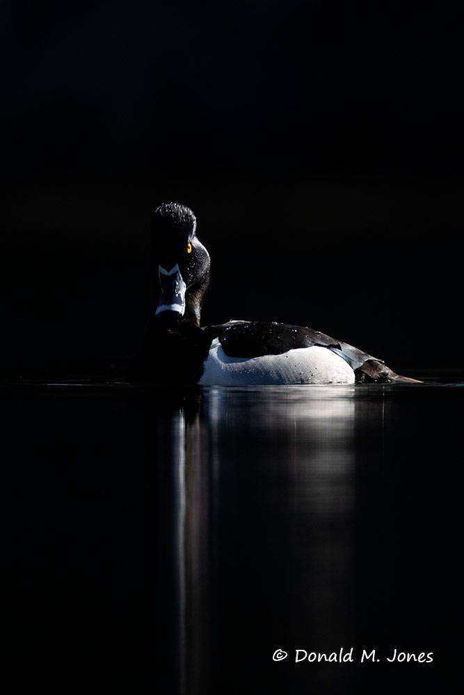 Ring-necked-Duck0500D