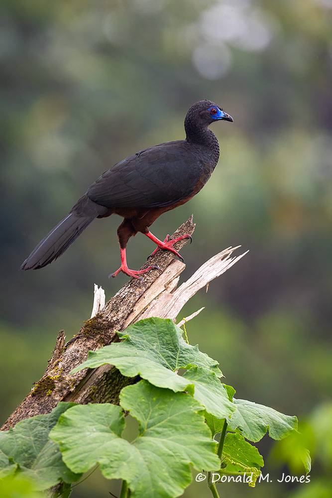 Sickle-winged-Guan0103D