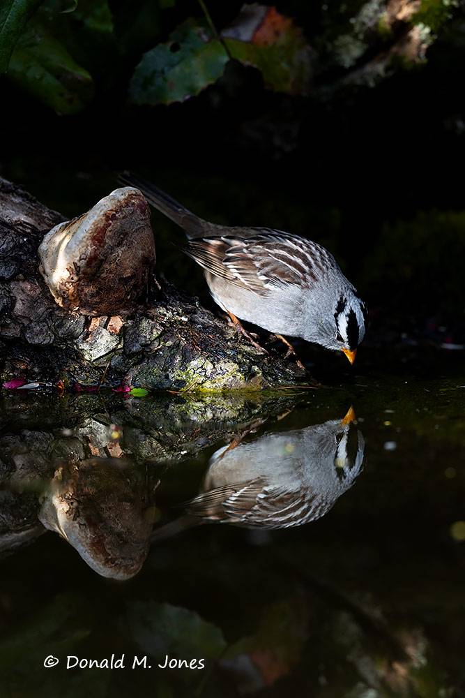 White-crowned-Sparrow1416D