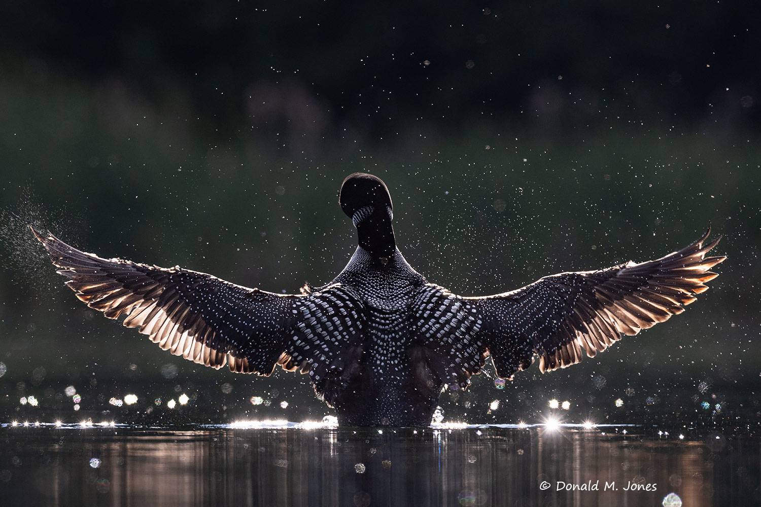 Common-Loon5509D