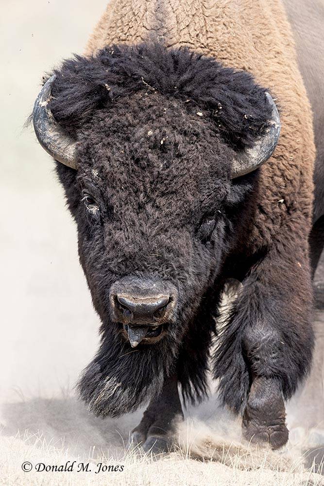 American-Bison03335D