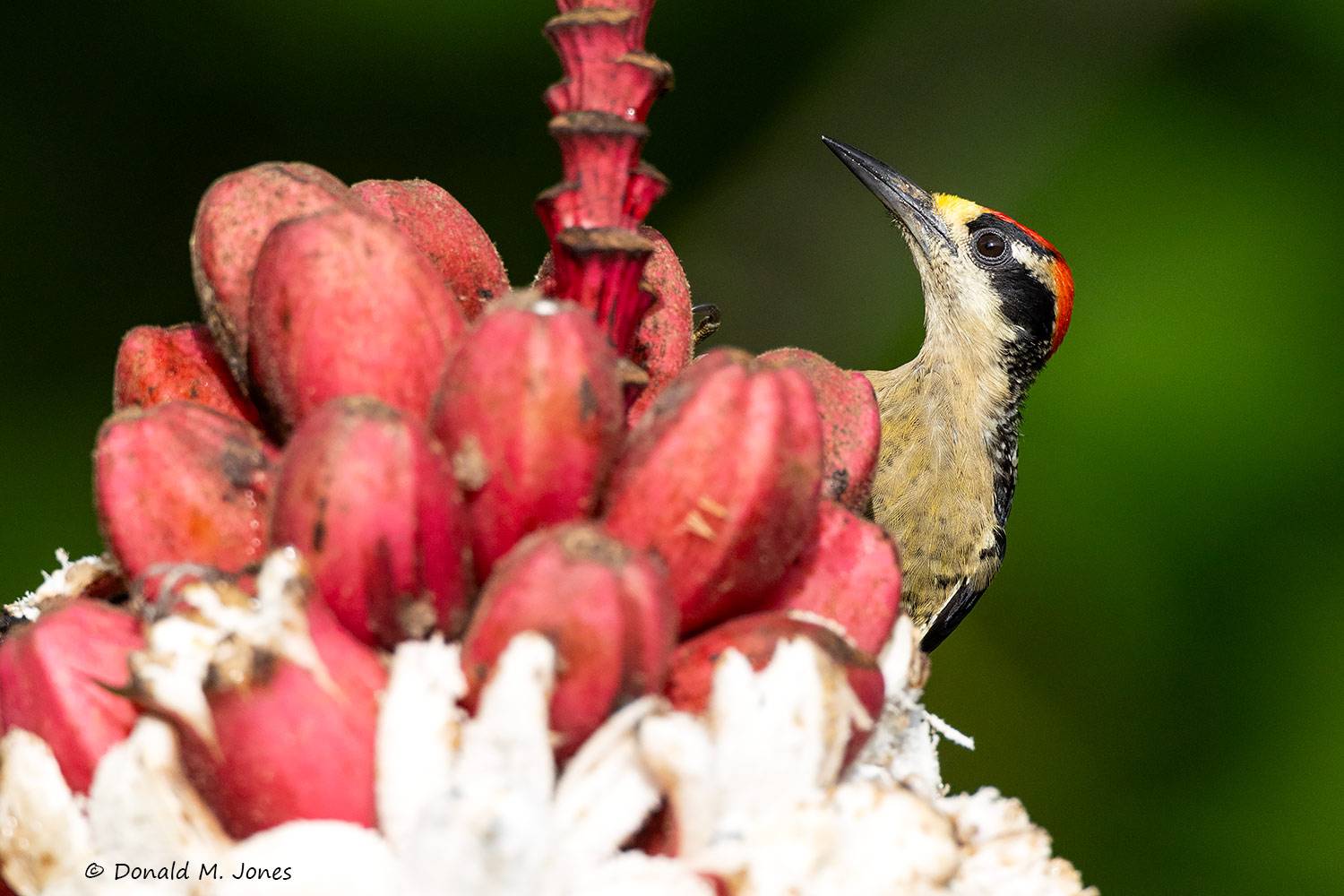 Black-cheeked-Woodpecker0107D.