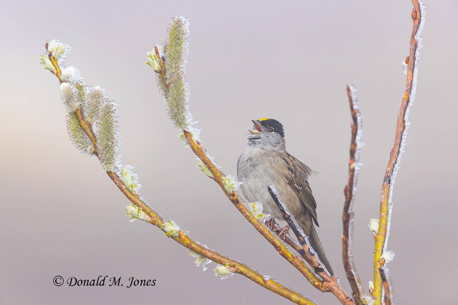 Golden-crowned-Sparrow0186D