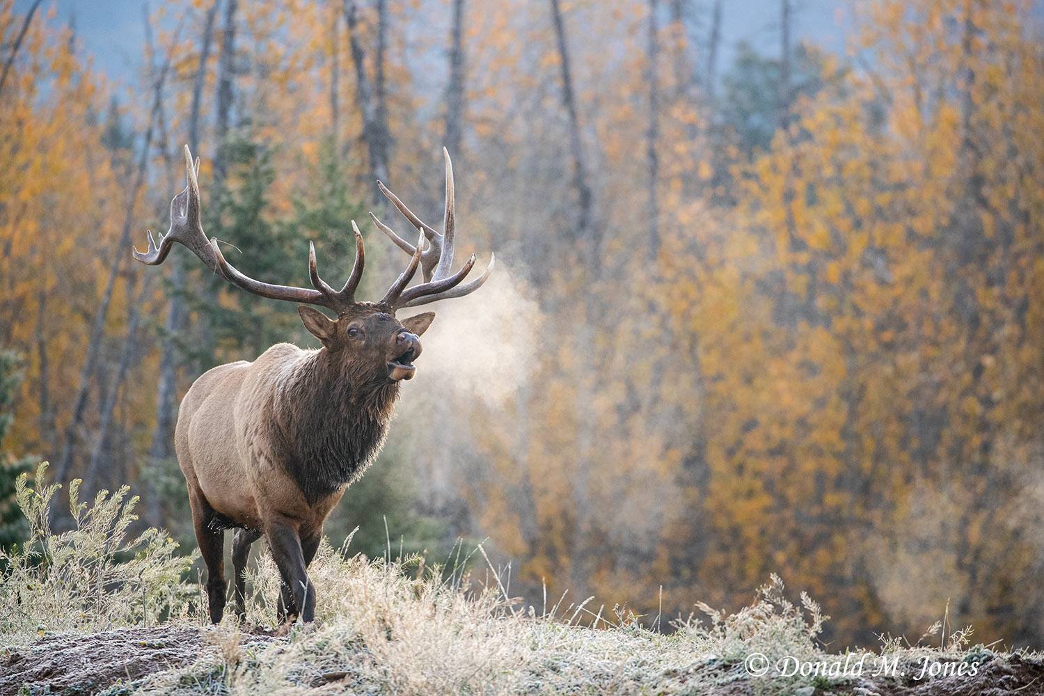 Elk-(Rocky-Mtn)27260D