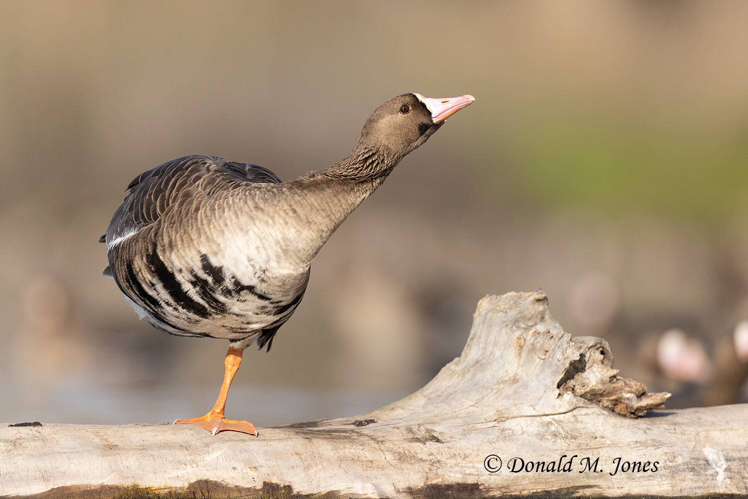 Greater-White-fronted-Goose0334D