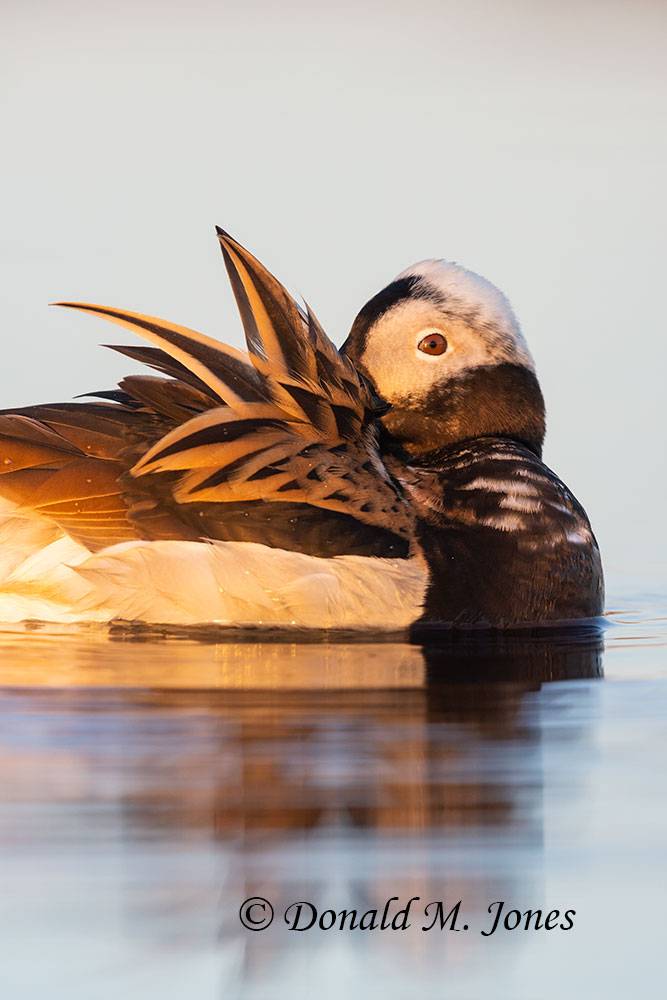 Long-tailed-Duck0160D