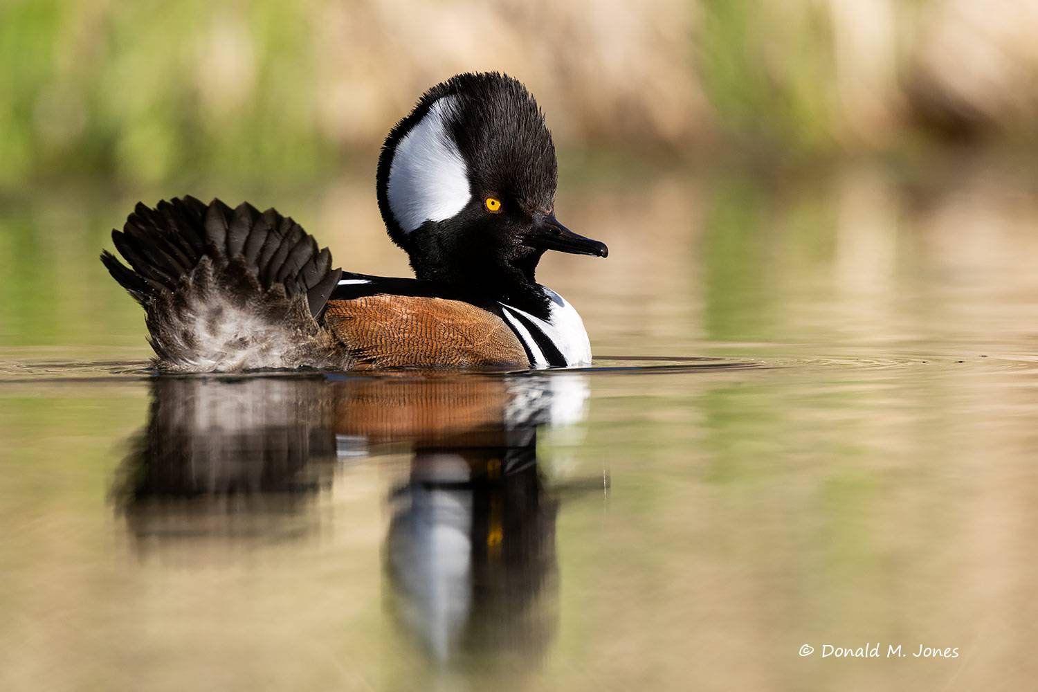 Hooded-Merganser0207D