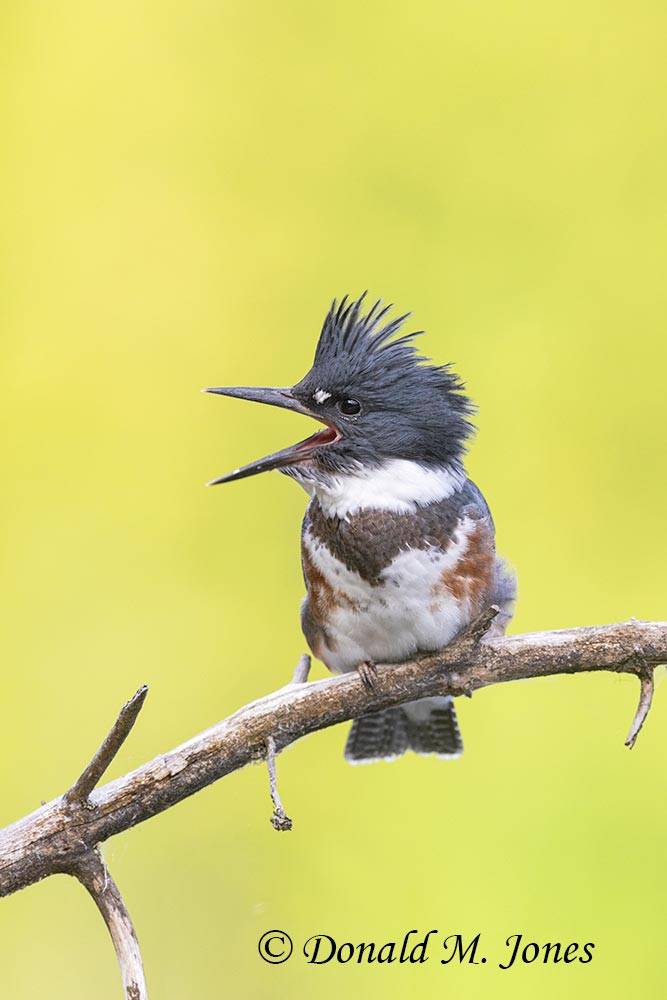 Belted-Kingfisher0378D