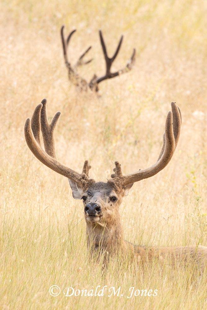 Mule-Deer13533D