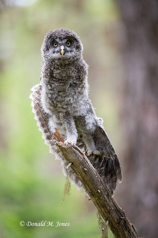 Great-Gray-Owl1541D