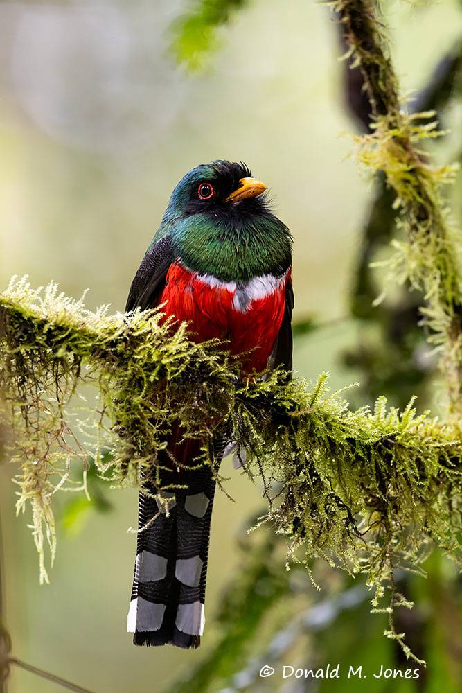 Masked-Trogon0106D.jpg