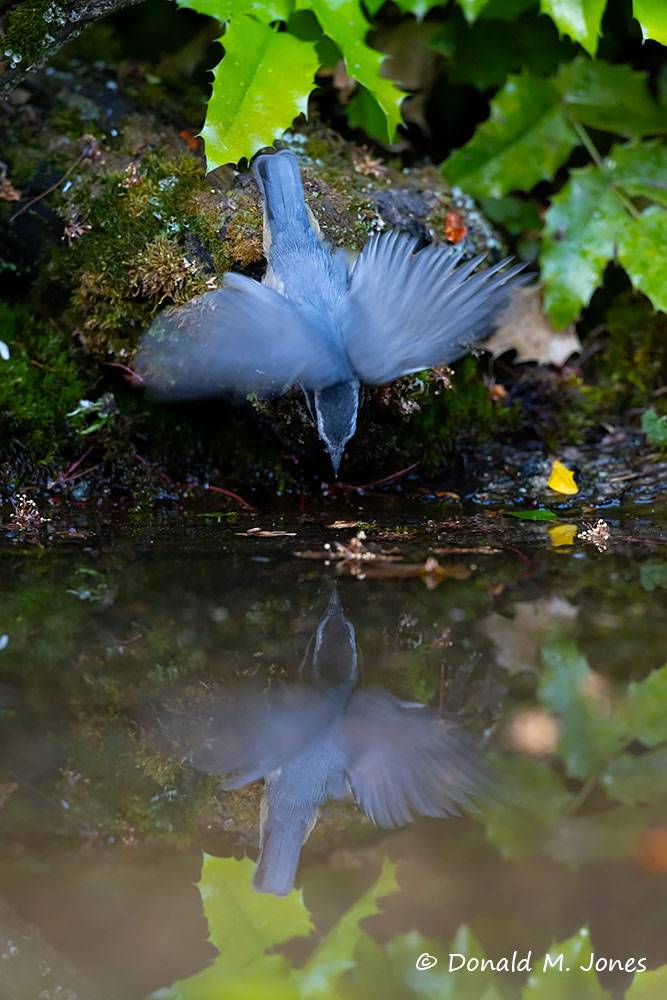 May 24 - Red-breasted Nuthatch fledgling falling into water while trying to get a drink.