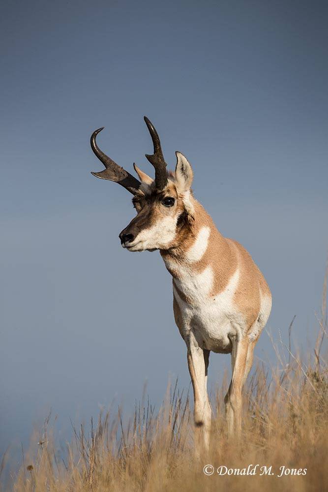 Pronghorn-Antelope05072D