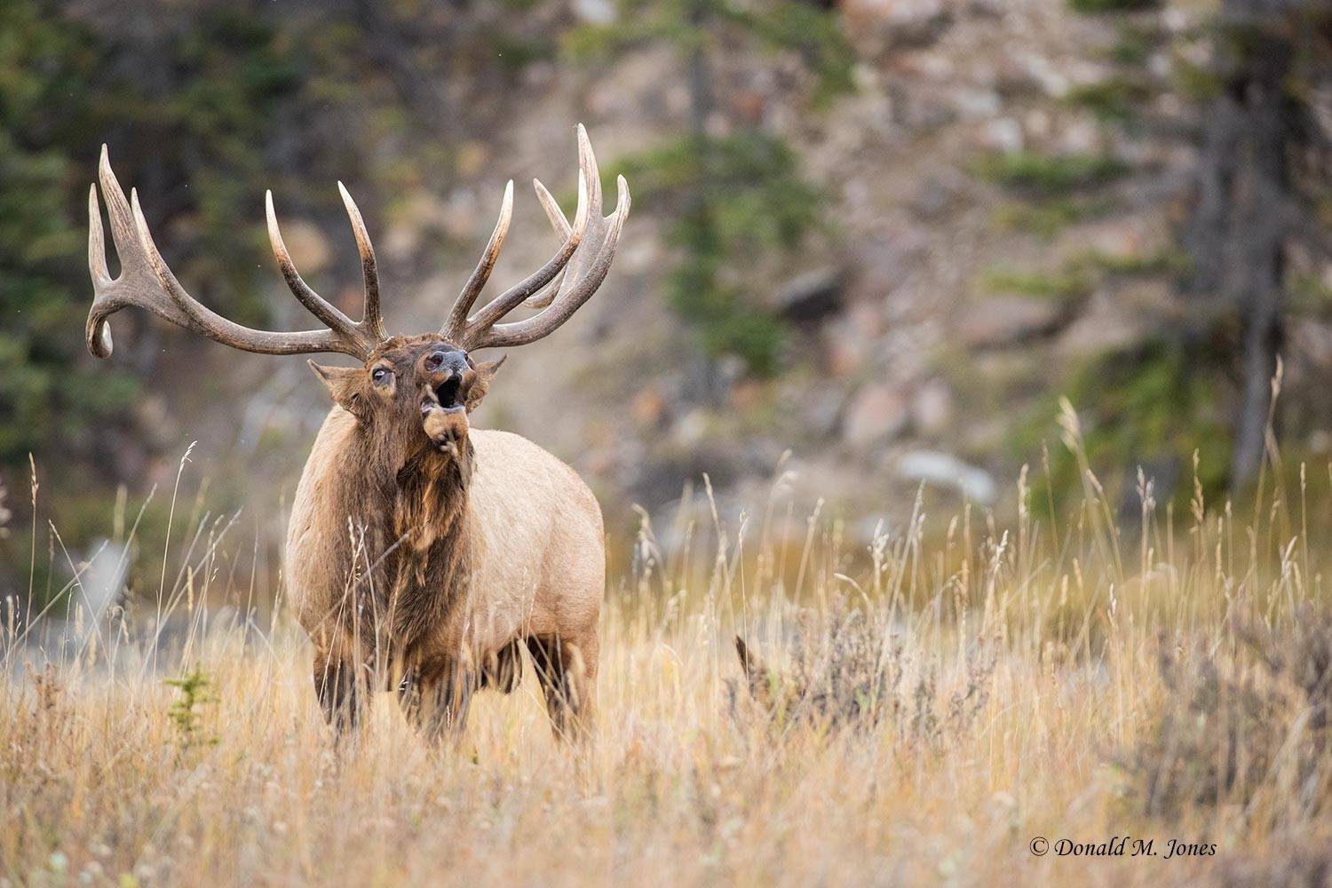 Elk-(Rocky-Mtn)25918D