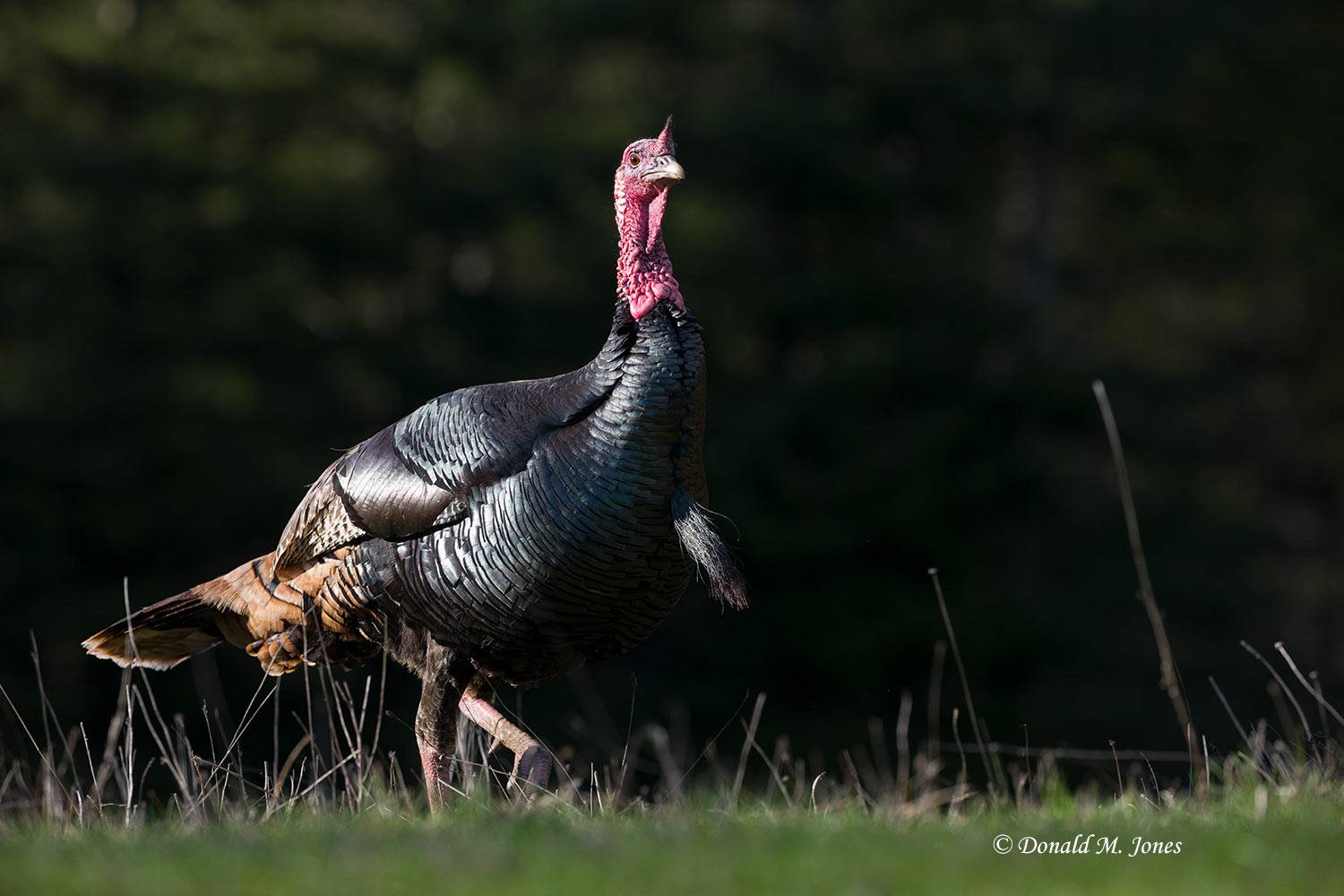 Wild-Turkey-(Merriams)12061D