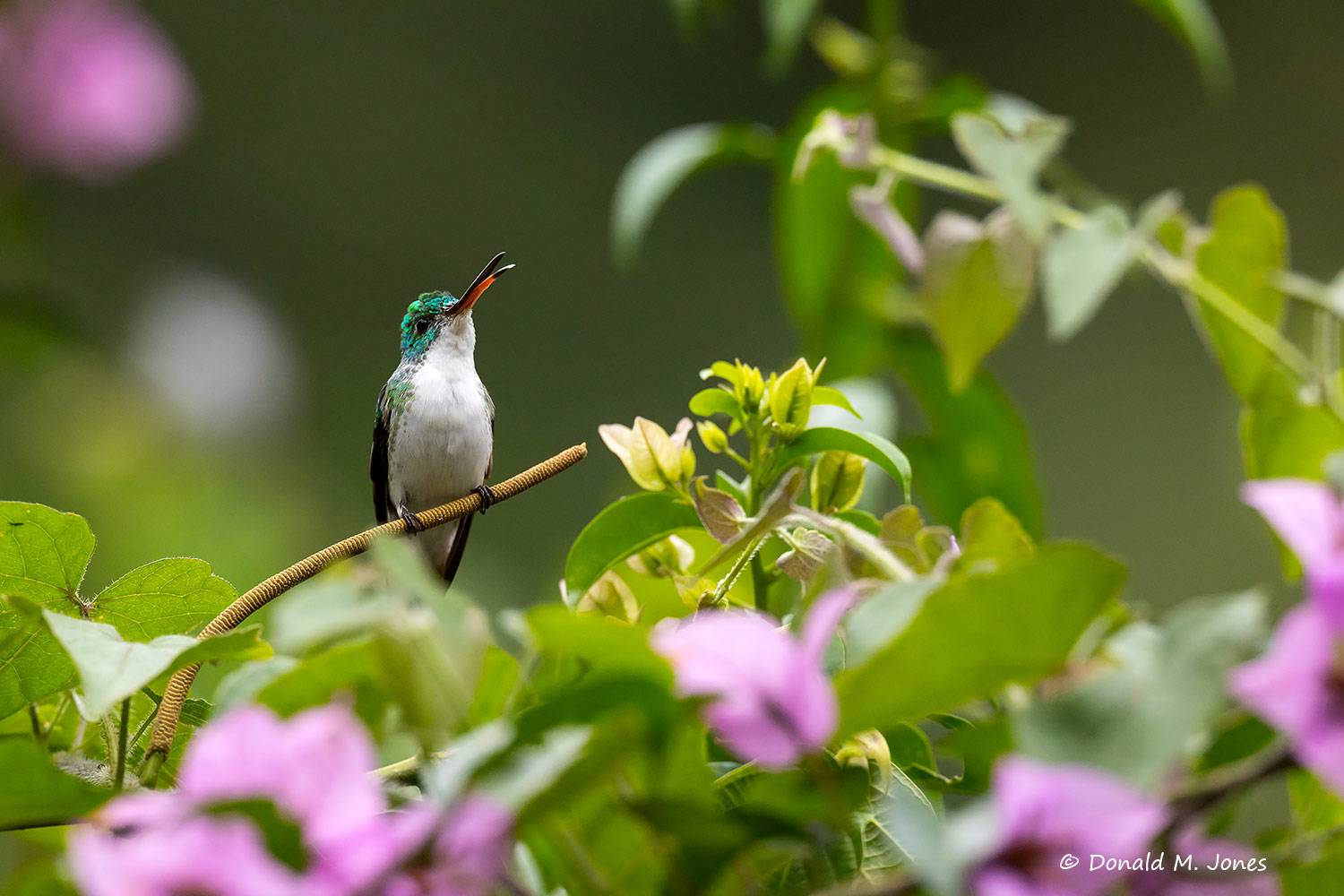 Andean-Emerald0100D