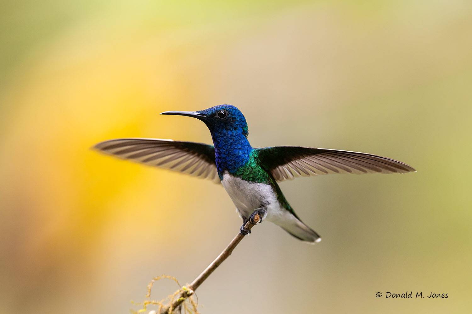 White-necked-Jacobin0137D