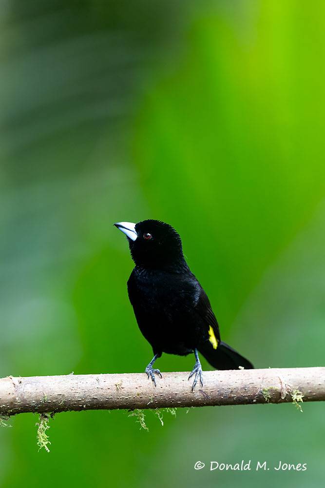 Flame-rumped-Tanager0103D