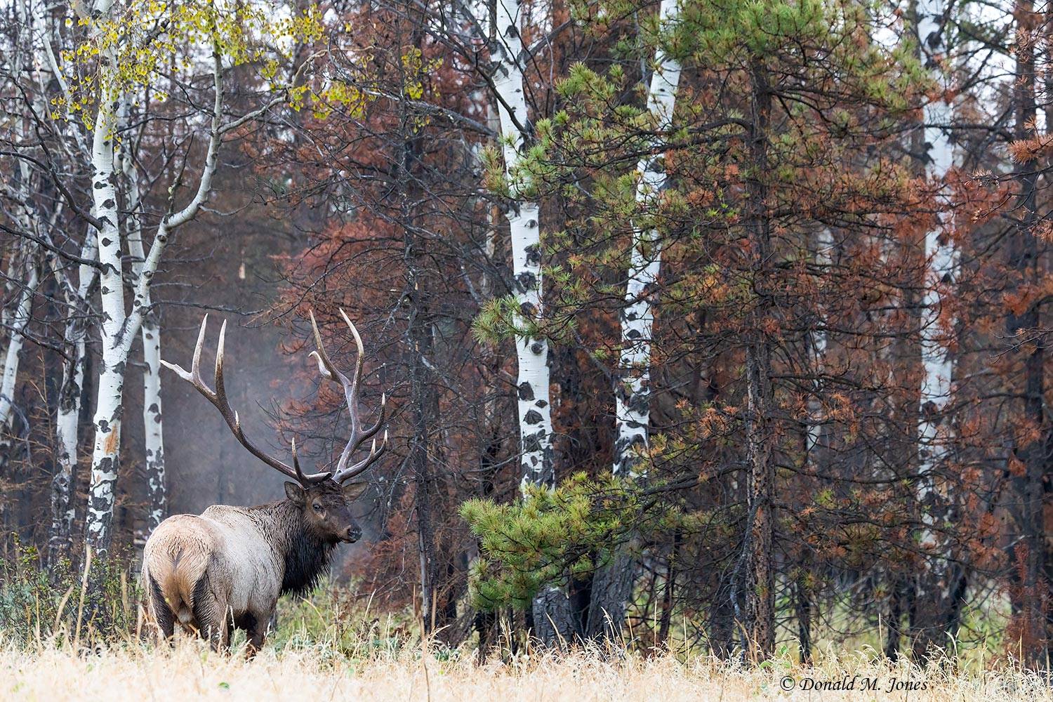 Elk-(Rocky-Mtn)31417D