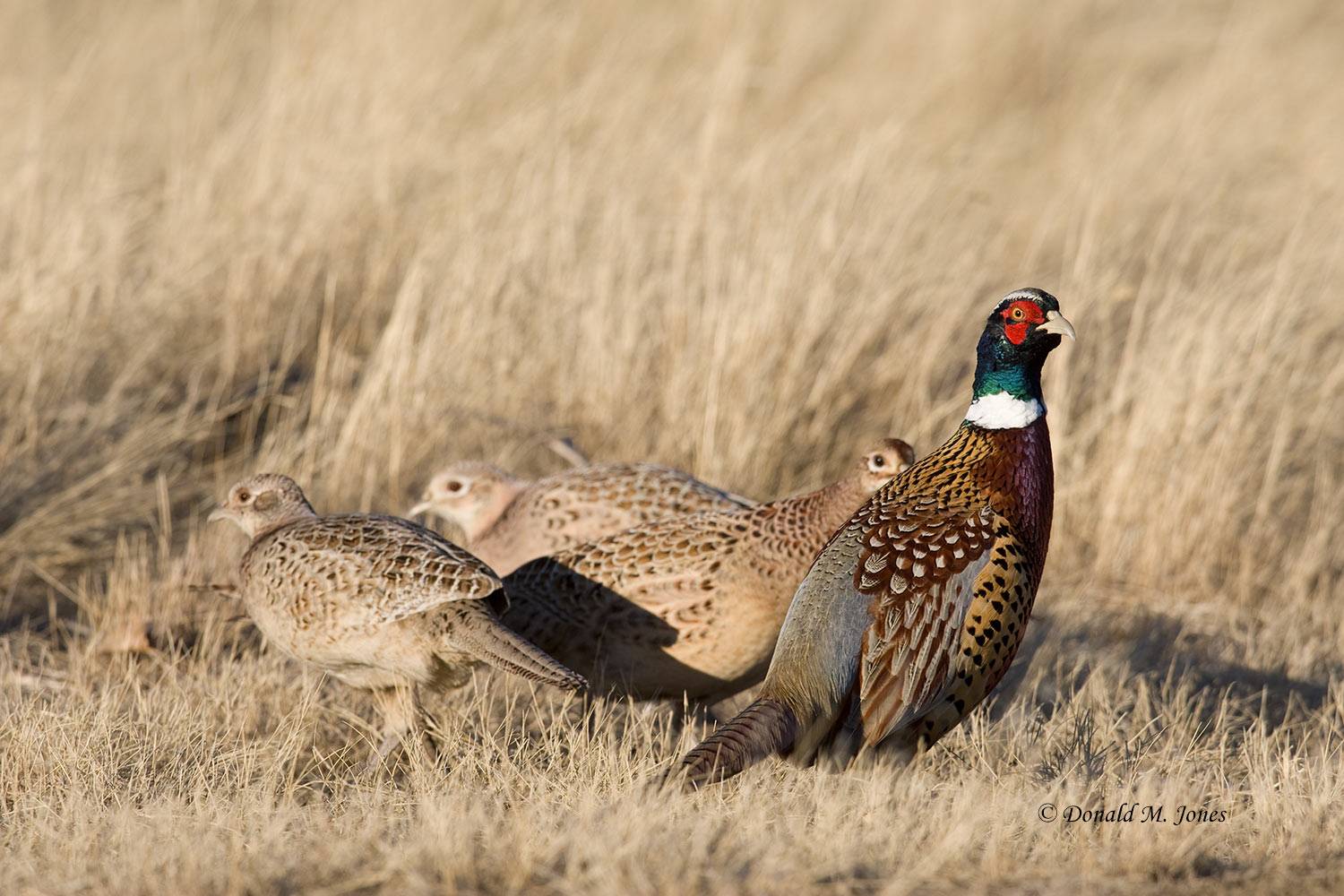 Ring-neck-Pheasant0338D