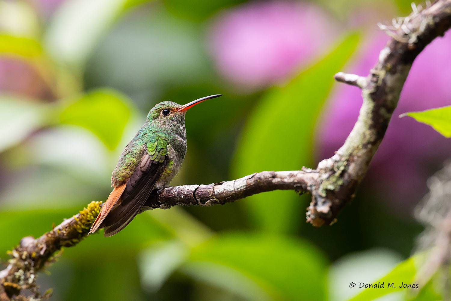 Rufus-talled-Hummingbird0101D