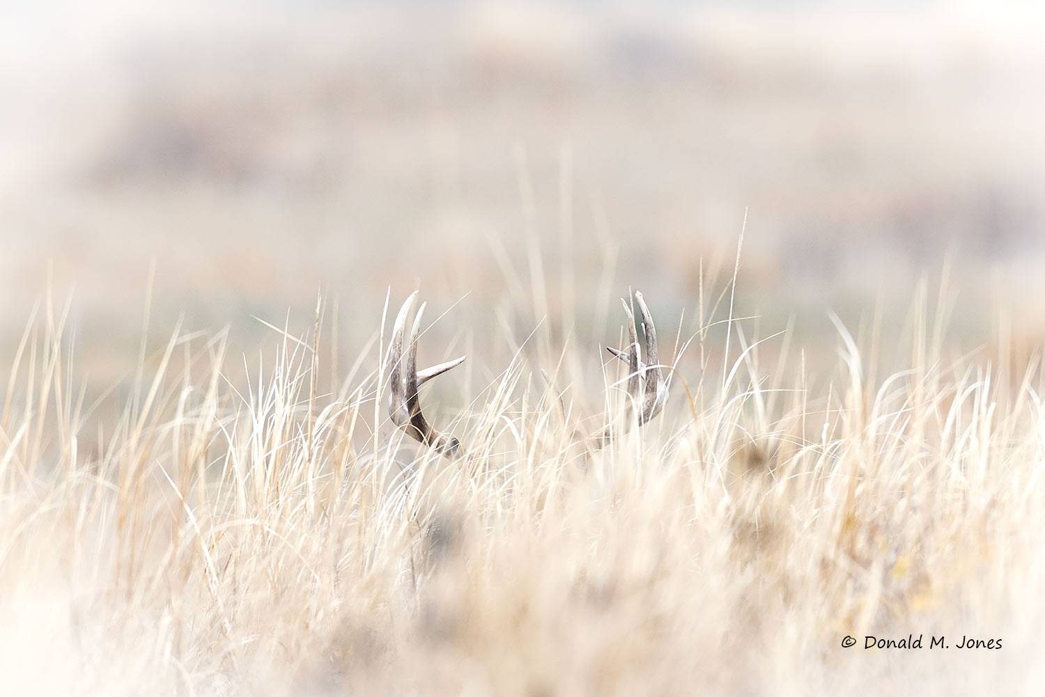 Whitetail-Deer67631D