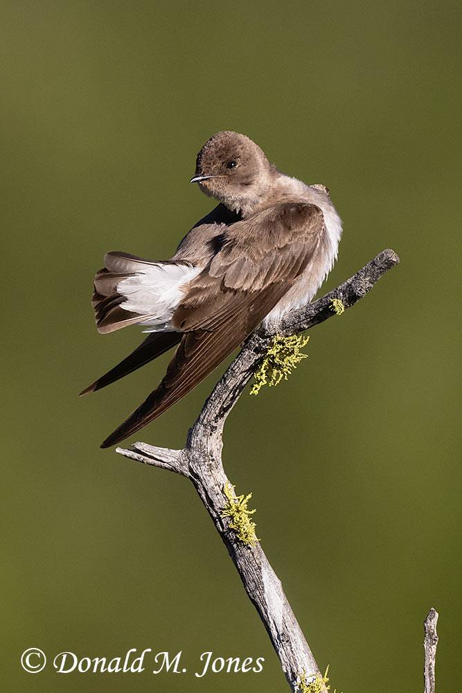 Northern-Rough-winged-Swallow0145D