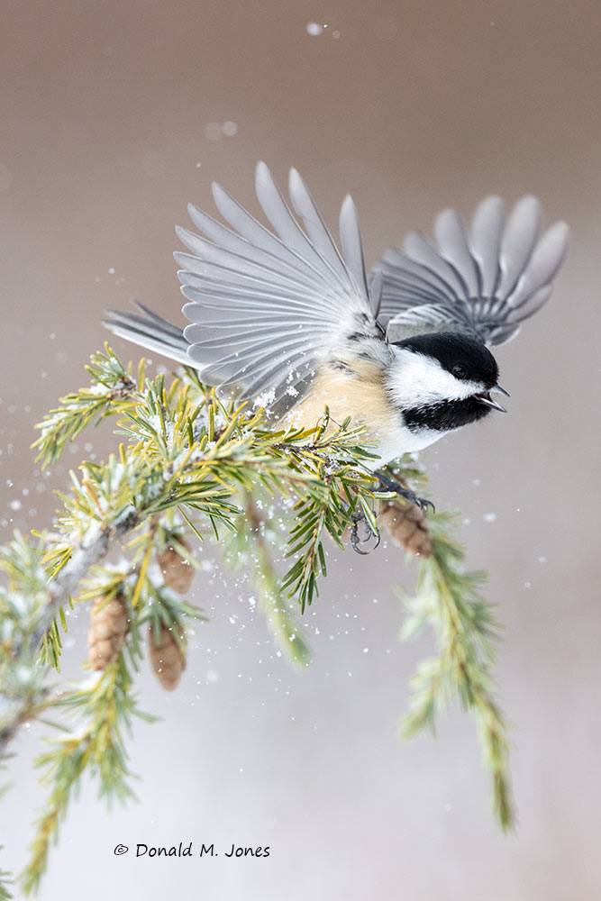 Black-capped-Chickadee1239D.