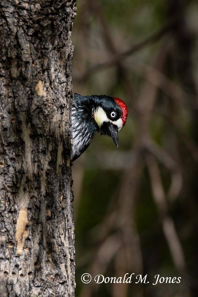 Acorn-Woodpecker0143D